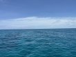 Saturday July 29th 2023 Tropical Legend: Snapper Ledge reef report photo 1