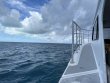 Saturday August 12th 2023 Tropical Odyssey: French Twist reef report photo 1