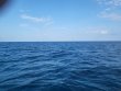 Sunday December 3rd 2023 Tropical Odyssey: City of Washington reef report photo 1