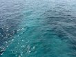 Wednesday August 21st 2024 Tropical Destiny: Elbow Reef reef report photo 1