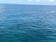 Tuesday September 17th 2024 Tropical Destiny: Woodys reef report photo 1