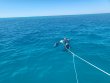 Wednesday January 31st 2024 Tropical Legend: Christ Statue reef report photo 1