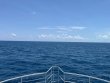 Wednesday August 7th 2024 Tropical Odyssey: Drift Conch Wall reef report photo 1
