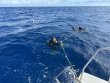 Wednesday May 1st 2024 Tropical Serenity: Spiegel Grove reef report photo 1