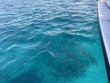 Sunday May 26th 2024 Tropical Serenity: North Star reef report photo 1