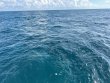 Sunday June 9th 2024 Tropical Serenity: Benwood Wreck reef report photo 1