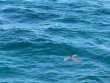 Monday August 12th 2024 Tropical Serenity: Benwood Wreck reef report photo 2