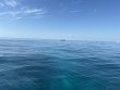 Friday December 6th 2024 Tropical Serenity: Mikes Wreck reef report photo 2