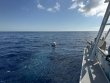 Thursday May 22nd 2025 Tropical Adventure: Spiegel Grove reef report photo 1