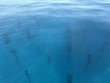Tuesday July 22nd 2025 Tropical Adventure: CRF Nursery reef report photo 1