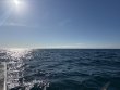 Tuesday September 30th 2025 Tropical Adventure: CRF Nursery reef report photo 1