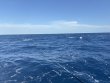 Thursday January 2nd 2025 Tropical Destiny: USCGC Bibb reef report photo 1