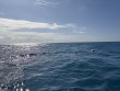Thursday January 2nd 2025 Tropical Destiny: Spanish Anchor reef report photo 1