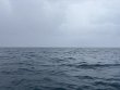 Friday January 17th 2025 Tropical Destiny: Nine Channel reef report photo 1