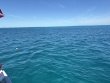 Friday March 7th 2025 Tropical Destiny: Snapper Ledge reef report photo 1
