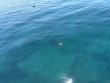 Wednesday March 12th 2025 Tropical Destiny: Benwood Wreck reef report photo 1