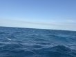 Monday March 17th 2025 Tropical Destiny: Eagle Ray Alley reef report photo 1