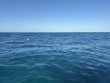 Thursday March 27th 2025 Tropical Destiny: Nine Channel reef report photo 1