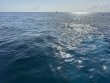 Tuesday April 1st 2025 Tropical Destiny: ChristmasTree Cave reef report photo 1