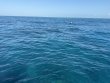Tuesday April 1st 2025 Tropical Destiny: ChristmasTree Cave reef report photo 2