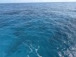 Tuesday April 1st 2025 Tropical Destiny: Turtle Ledges reef report photo 1