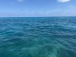 Tuesday April 1st 2025 Tropical Destiny: Double North reef report photo 1