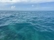 Tuesday April 1st 2025 Tropical Destiny: Christ Statue reef report photo 1