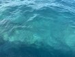 Tuesday April 1st 2025 Tropical Destiny: Christ Statue reef report photo 2