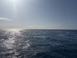 Thursday April 10th 2025 Tropical Destiny: HourGlass reef report photo 1