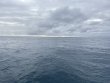 Friday April 11th 2025 Tropical Destiny: Benwood Wreck reef report photo 1