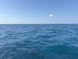 Saturday April 12th 2025 Tropical Destiny: Turtle Ledges reef report photo 1