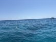 Saturday April 12th 2025 Tropical Destiny: North Star reef report photo 1