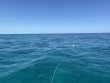 Tuesday April 15th 2025 Tropical Destiny: Benwood Wreck reef report photo 1