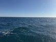 Wednesday April 16th 2025 Tropical Destiny: Benwood Wreck reef report photo 2