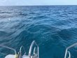 Thursday April 17th 2025 Tropical Destiny: French Reef reef report photo 1