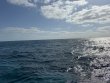Tuesday April 22nd 2025 Tropical Destiny: Eagle Ray Alley reef report photo 2
