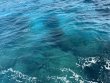 Tuesday April 22nd 2025 Tropical Destiny: Aquarium reef report photo 1