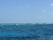 Thursday April 24th 2025 Tropical Destiny: Aquarium reef report photo 1