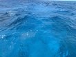Saturday April 26th 2025 Tropical Destiny: ChristmasTree Cave reef report photo 1