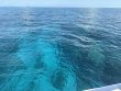 Thursday May 22nd 2025 Tropical Destiny: Eagle Ray Alley reef report photo 1