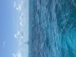 Monday June 9th 2025 Tropical Destiny: Eagle Ray Alley reef report photo 1