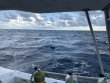 Saturday September 6th 2025 Tropical Destiny: USCGC Duane reef report photo 1