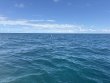 Saturday September 20th 2025 Tropical Destiny: Coral Canyons reef report photo 1
