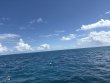 Sunday September 28th 2025 Tropical Destiny: Christ Statue reef report photo 1