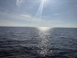 Wednesday January 1st 2025 Tropical Legend: JJs Cave reef report photo 1