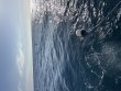 Wednesday January 8th 2025 Tropical Legend: Benwood Wreck reef report photo 1