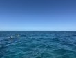 Wednesday March 19th 2025 Tropical Legend: North Star reef report photo 1