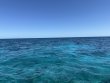 Wednesday March 19th 2025 Tropical Legend: Aquarium reef report photo 1