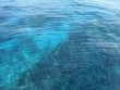 Tuesday March 25th 2025 Tropical Legend: Permit Ledges reef report photo 1