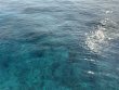 Tuesday March 25th 2025 Tropical Legend: Permit Ledges reef report photo 2
